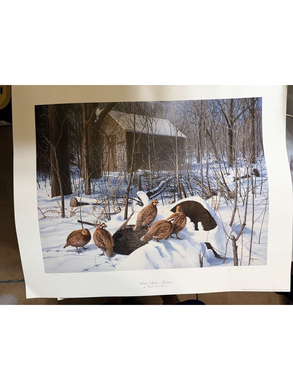 Winter Shelter David Maass Signed Numbered Turkey Art Print 1991 Wild Wings 950